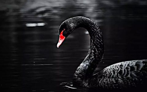 2018年，平均两天就诞生一种传销币！