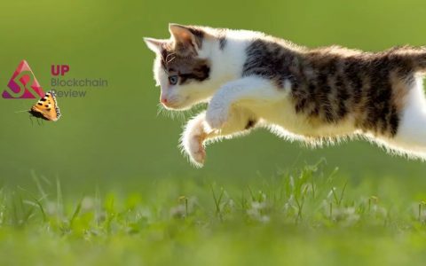 猫来了！反洗钱组织盯上数字货币交易