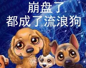 华登区块狗16号会开网吗？看华登区块狗后续发展！